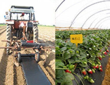Mulch Agrobiofilm�, o pl�stico que o solo regenera!
