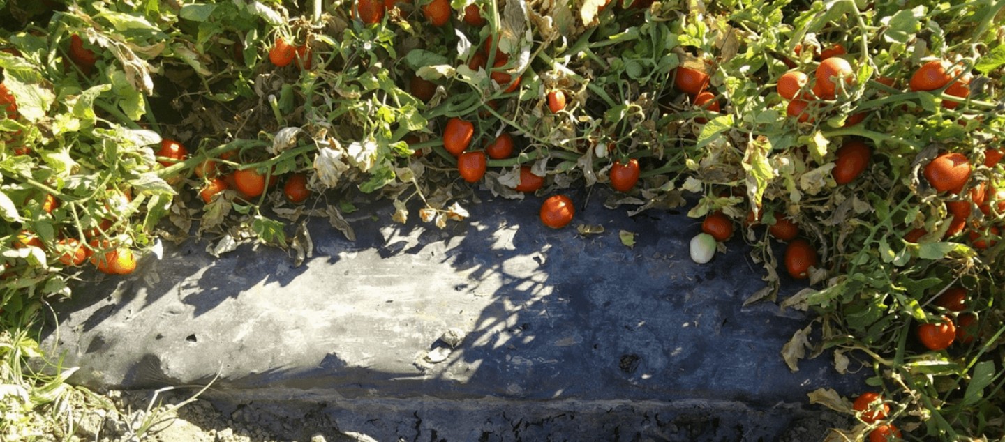 tomate_biodegrada��o na parte enterrada